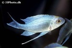 ophthalmotilapia ventralis ophthalmotilapia ventralis