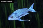 ophthalmotilapia ventralis ophthalmotilapia ventralis