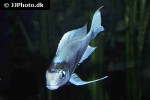 ophthalmotilapia ventralis ophthalmotilapia ventralis