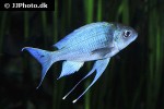 ophthalmotilapia ventralis ophthalmotilapia ventralis