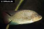 oreochromis tanganicae oreochromis tanganicae