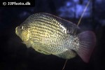 oreochromis tanganicae oreochromis tanganicae