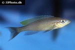 paracyprichromis brieni paracyprichromis brieni