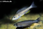 paracyprichromis brieni paracyprichromis brieni