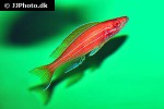 paracyprichromis nigripinnis paracyprichromis nigripinnis