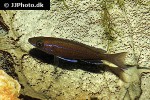 paracyprichromis nigripinnis paracyprichromis nigripinnis