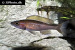 paracyprichromis nigripinnis paracyprichromis nigripinnis