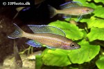 paracyprichromis nigripinnis paracyprichromis nigripinnis