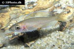 paracyprichromis nigripinnis paracyprichromis nigripinnis