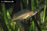 paracyprichromis nigripinnis paracyprichromis nigripinnis