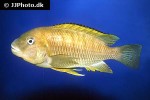 petrochromis famula petrochromis famula