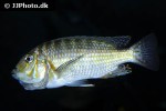 petrochromis macrognathus petrochromis macrognathus