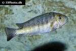 petrochromis macrognathus petrochromis macrognathus