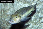 petrochromis macrognathus petrochromis macrognathus
