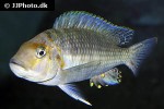 petrochromis macrognathus petrochromis macrognathus