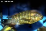 petrochromis species kasumbe rainbow petrochromis species kasumbe rainbow