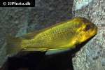 petrochromis species moshi yellow petrochromis species moshi yellow