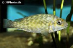 petrochromis species tricolor petrochromis species tricolor