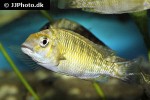 petrochromis species tricolor petrochromis species tricolor