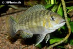 petrochromis species tricolor petrochromis species tricolor