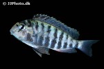 pseudosimochromis babaulti pseudosimochromis babaulti