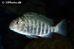 pseudosimochromis babaulti pseudosimochromis babaulti