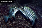 pseudosimochromis babaulti pseudosimochromis babaulti