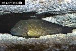 spathodus marlieri spathodus marlieri