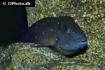 spathodus marlieri spathodus marlieri