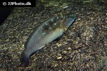 spathodus marlieri spathodus marlieri