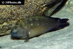 spathodus marlieri spathodus marlieri