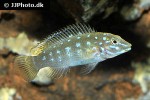 spathodus species neon spot spathodus species neon spot