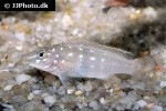 spathodus species neon spot spathodus species neon spot