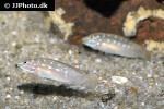 spathodus species neon spot spathodus species neon spot