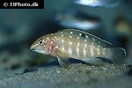 tanganicodus irsacae tanganicodus irsacae