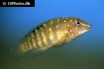 tanganicodus irsacae tanganicodus irsacae