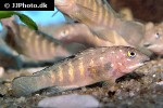 tanganicodus irsacae tanganicodus irsacae