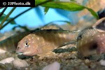 tanganicodus irsacae tanganicodus irsacae