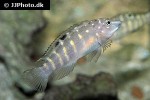 tanganicodus irsacae tanganicodus irsacae