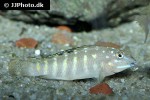 tanganicodus irsacae tanganicodus irsacae