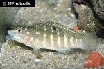 tanganicodus irsacae tanganicodus irsacae