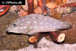 tanganicodus irsacae tanganicodus irsacae