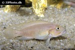 telmatochromis dhonti telmatochromis dhonti
