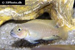 telmatochromis dhonti telmatochromis dhonti