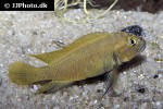 telmatochromis dhonti telmatochromis dhonti