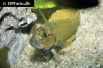 telmatochromis dhonti telmatochromis dhonti