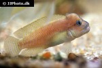 telmatochromis temporalis telmatochromis temporalis
