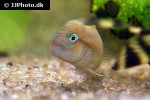 telmatochromis temporalis telmatochromis temporalis