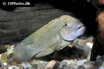 telmatochromis temporalis telmatochromis temporalis