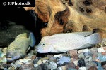 telmatochromis temporalis telmatochromis temporalis